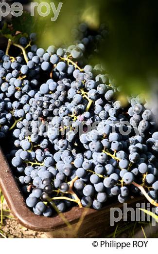 VENDANGES MANUELLES, VIGNOBLE DE BORDEAUX, FRANCE (33V33330.jpg)