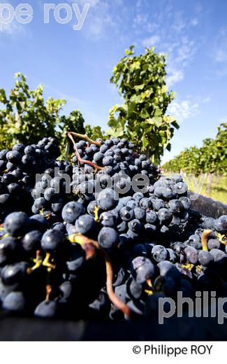 VENDANGES MANUELLES, VIGNOBLE DE BORDEAUX, FRANCE (33V33333.jpg)