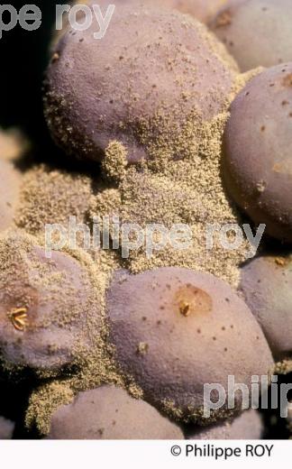 BOTRYTIS SUR RAISIN, VITICULTURE (33V33409.jpg)