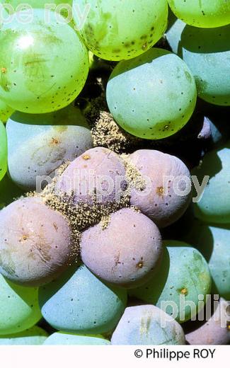 BOTRYTIS SUR RAISIN, VITICULTURE (33V33410.jpg)