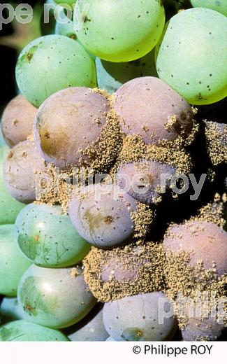 BOTRYTIS SUR RAISIN, VITICULTURE (33V33412.jpg)