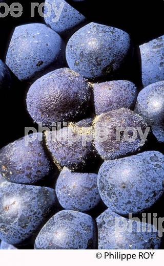 BOTRYTIS SUR RAISIN, VITICULTURE (33V33413.jpg)