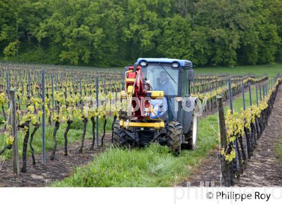 VIGNOBLE BORDELAIS AU PRINTEMPS (33V33534.jpg)