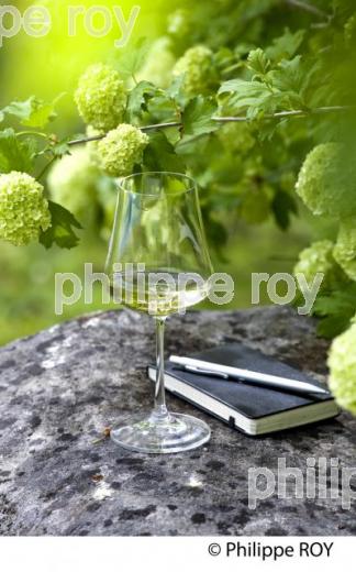 VERRE DE VIN BLANC DANS LA NATURE, VINS DE BORDEAUX (33V33639.jpg)