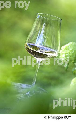 VERRE DE VIN BLANC DANS LA NATURE, VINS DE BORDEAUX (33V33702.jpg)