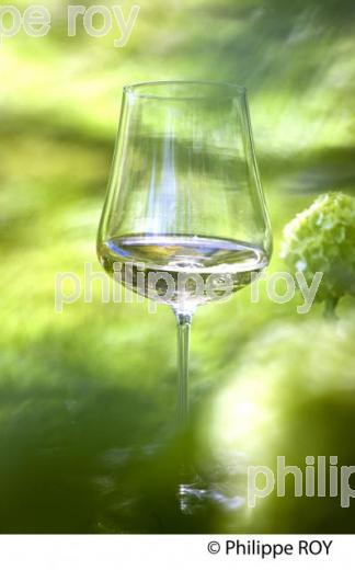 VERRE DE VIN BLANC DANS LA NATURE, VINS DE BORDEAUX (33V33703.jpg)
