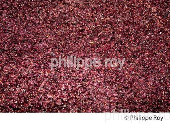 MACERATION, VINIFICATION DE RAISIN ROUGE, VINS DE BORDEAUX (33V33734.jpg)