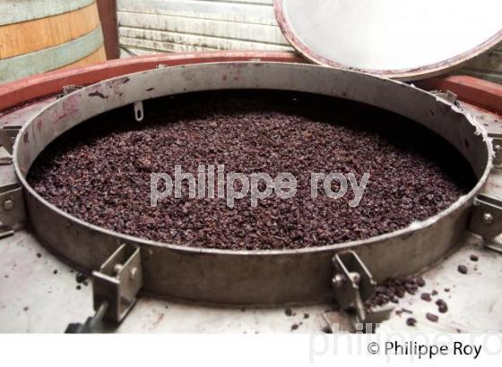 MACERATION, VINIFICATION DE RAISIN ROUGE, VINS DE BORDEAUX (33V33735.jpg)