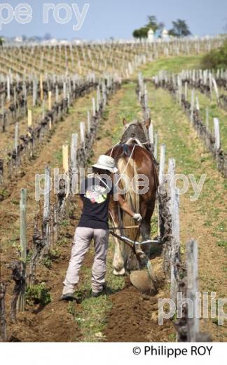 LABOURAGE DE LA VIGNE AVEC CHEVAL, VIGNOBLE DE SAINT EMILION (33V33804.jpg)