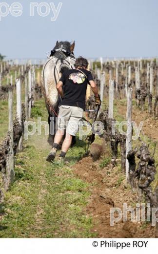 LABOURAGE DE LA VIGNE AVEC CHEVAL, VIGNOBLE DE SAINT EMILION (33V33806.jpg)