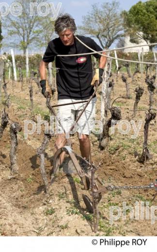 LABOURAGE DE LA VIGNE AVEC CHEVAL, VIGNOBLE DE SAINT EMILION (33V33807.jpg)