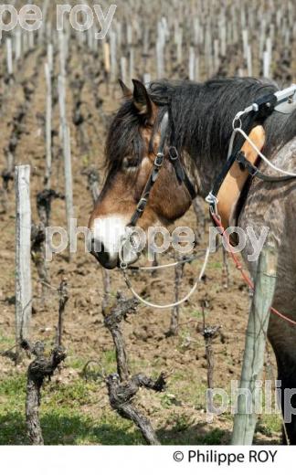 LABOURAGE DE LA VIGNE AVEC CHEVAL, VIGNOBLE DE SAINT EMILION (33V33808.jpg)