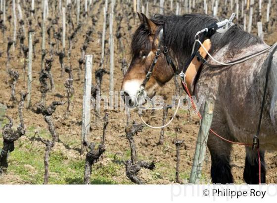LABOURAGE DE LA VIGNE AVEC CHEVAL, VIGNOBLE DE SAINT EMILION (33V33809.jpg)