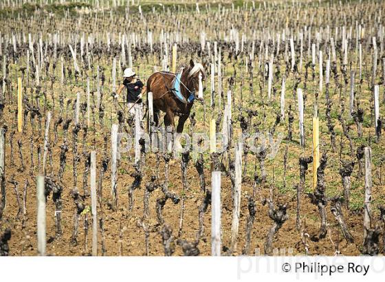 LABOURAGE DE LA VIGNE AVEC CHEVAL, VIGNOBLE DE SAINT EMILION (33V33810.jpg)