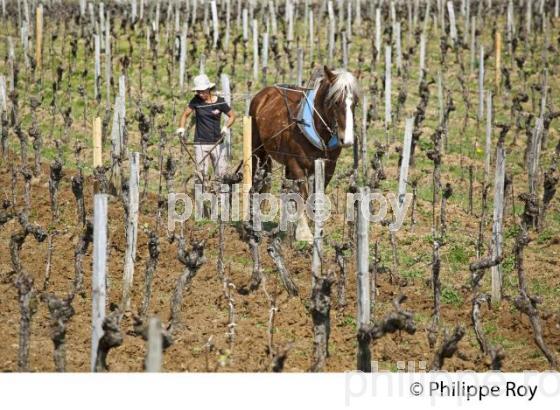 LABOURAGE DE LA VIGNE AVEC CHEVAL, VIGNOBLE DE SAINT EMILION (33V33811.jpg)