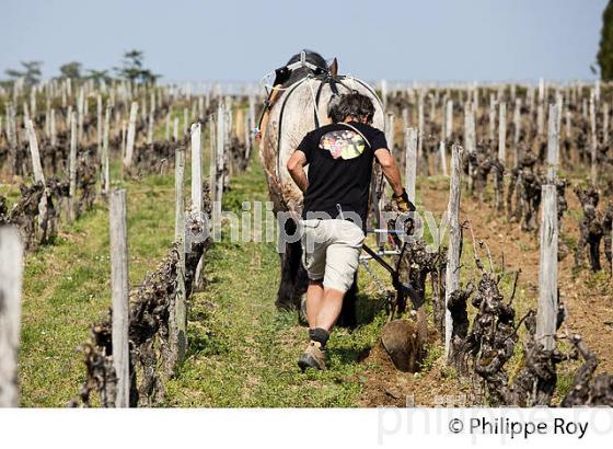 LABOURAGE DE LA VIGNE AVEC CHEVAL, VIGNOBLE DE SAINT EMILION (33V33812.jpg)