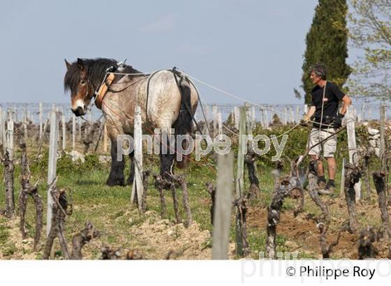 LABOURAGE DE LA VIGNE AVEC CHEVAL, VIGNOBLE DE SAINT EMILION (33V33813.jpg)