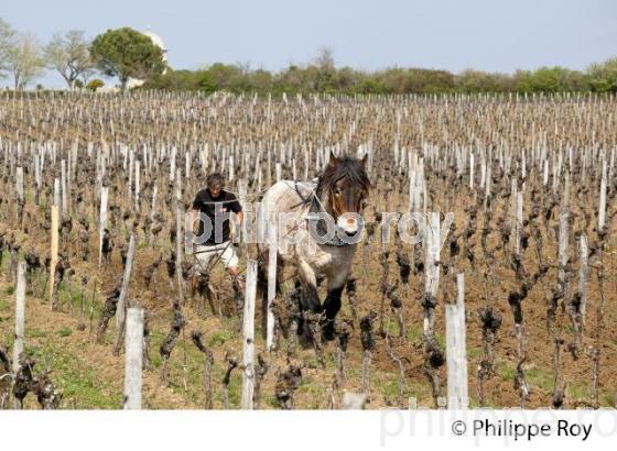 LABOURAGE DE LA VIGNE AVEC CHEVAL, VIGNOBLE DE SAINT EMILION (33V33814.jpg)