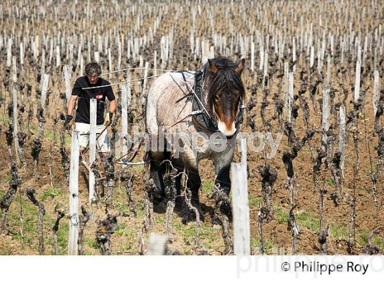 LABOURAGE DE LA VIGNE AVEC CHEVAL, VIGNOBLE DE SAINT EMILION (33V33815.jpg)