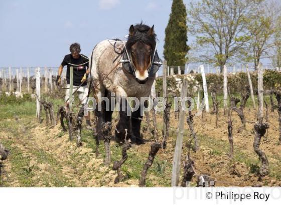 LABOURAGE DE LA VIGNE AVEC CHEVAL, VIGNOBLE DE SAINT EMILION (33V33816.jpg)