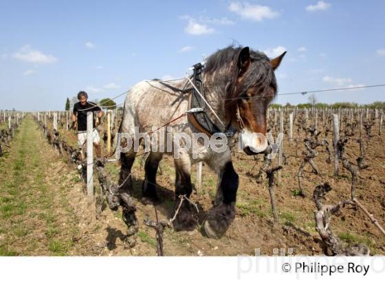 LABOURAGE DE LA VIGNE AVEC CHEVAL, VIGNOBLE DE SAINT EMILION (33V33817.jpg)