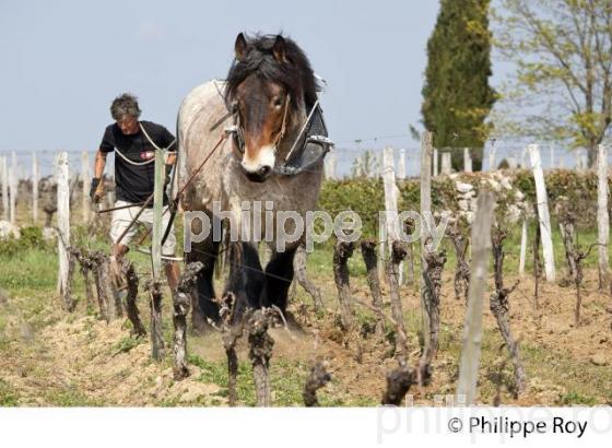 LABOURAGE DE LA VIGNE AVEC CHEVAL, VIGNOBLE DE SAINT EMILION (33V33818.jpg)