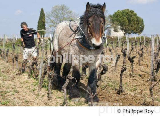 LABOURAGE DE LA VIGNE AVEC CHEVAL, VIGNOBLE DE SAINT EMILION (33V33819.jpg)
