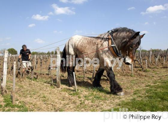 LABOURAGE DE LA VIGNE AVEC CHEVAL, VIGNOBLE DE SAINT EMILION (33V33820.jpg)