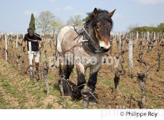LABOURAGE DE LA VIGNE AVEC CHEVAL, VIGNOBLE DE SAINT EMILION (33V33821.jpg)