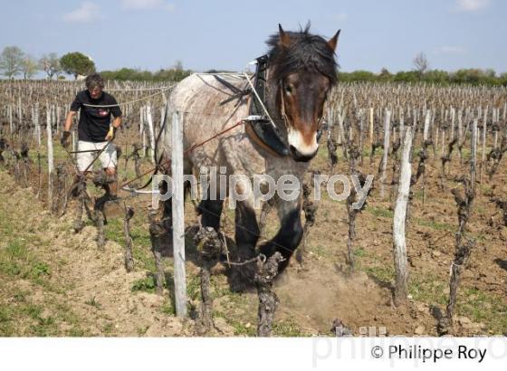 LABOURAGE DE LA VIGNE AVEC CHEVAL, VIGNOBLE DE SAINT EMILION (33V33822.jpg)