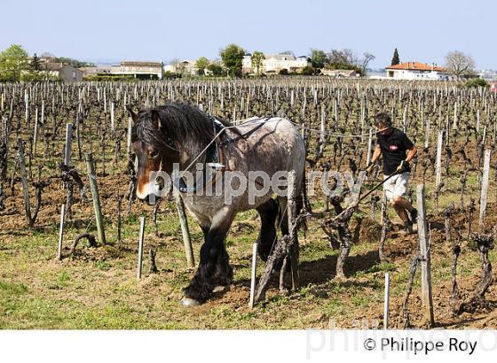 LABOURAGE DE LA VIGNE AVEC CHEVAL, VIGNOBLE DE SAINT EMILION (33V33823.jpg)