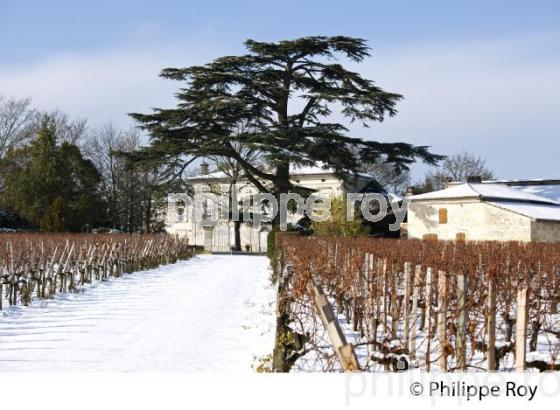 VIGNOBLE BORDELAIS EN HIVER (33V33825.jpg)