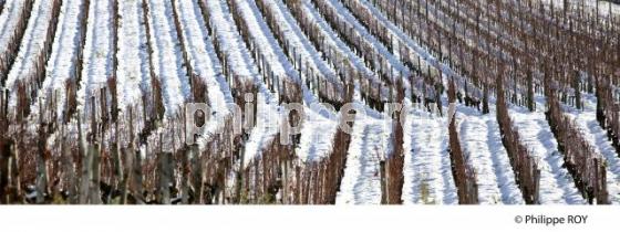 VIGNOBLE BORDELAIS EN HIVER (33V33829.jpg)