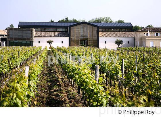 CHATEAU LA FLEUR SAINT GEORGES, VIN DE LALANDE DE POMEROL, GIRONDE (33V33918.jpg)