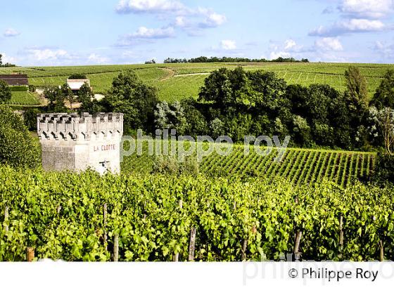 CHATEAU LA CLOTTE, VIN DE SAINT EMILION, GIRONDE (33V34020.jpg)