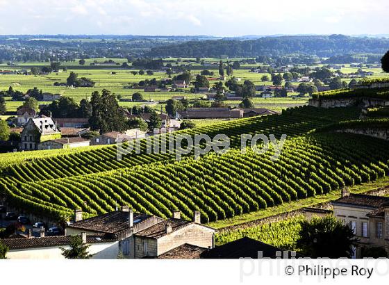 VIGNOBLE DE SAINT EMILION, GIRONDE (33V34228.jpg)