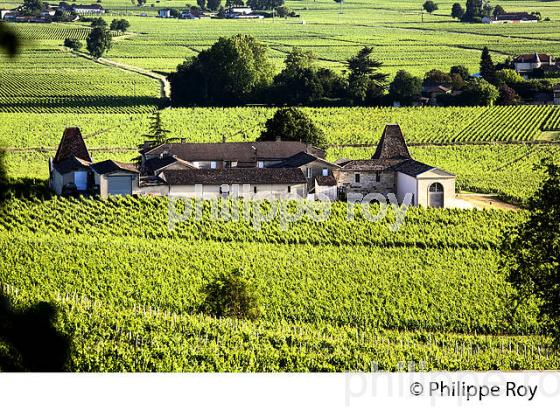 VIGNOBLE DE SAINT EMILION, GIRONDE (33V34229.jpg)