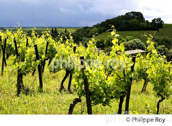 VIGNOBLE DE FRONSAC, GIRONDE (33V34231.jpg)