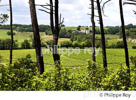 VIGNOBLE DE FRONSAC, GIRONDE (33V34233.jpg)