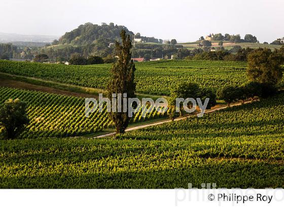 VIGNOBLE DE FRONSAC, GIRONDE (33V34235.jpg)