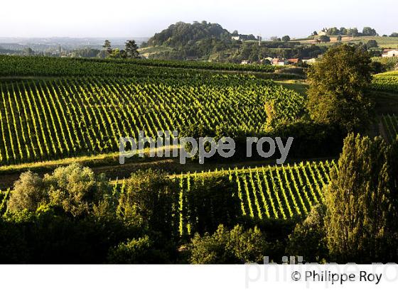 VIGNOBLE DE FRONSAC, GIRONDE (33V34236.jpg)