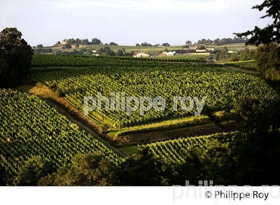 VIGNOBLE DE FRONSAC, GIRONDE (33V34237.jpg)