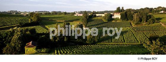 VIGNOBLE DE FRONSAC, GIRONDE (33V34238.jpg)
