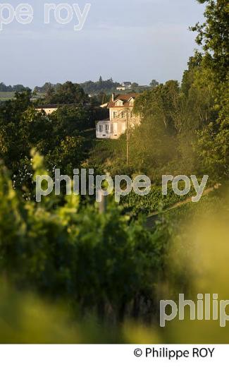 VIGNOBLE DE FRONSAC, GIRONDE (33V34239.jpg)
