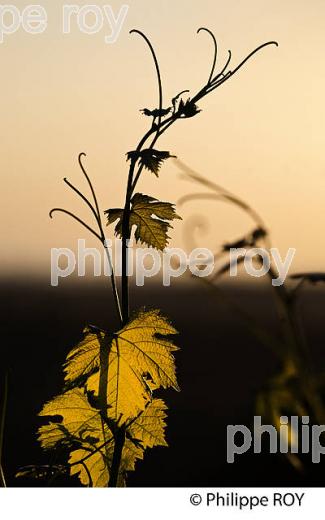 CYCLE VEGETATIF DE LA VIGNE EN ETE  (33V34240.jpg)