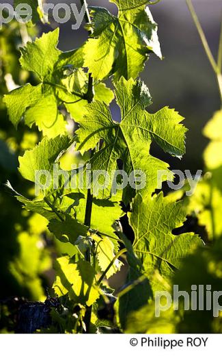 CYCLE VEGETATIF DE LA VIGNE EN ETE  (33V34301.jpg)