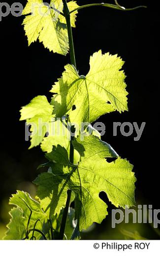 CYCLE VEGETATIF DE LA VIGNE EN ETE  (33V34302.jpg)