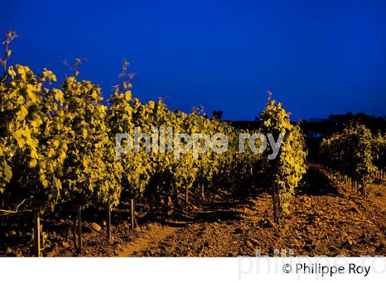 VIGNOBLE DE FRONSAC, GIRONDE (33V34305.jpg)