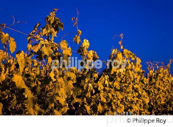 VIGNOBLE DE FRONSAC, GIRONDE (33V34306.jpg)
