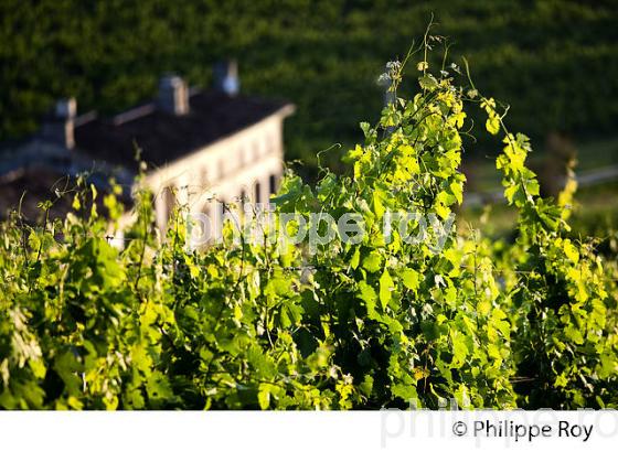 VIGNOBLE DE FRONSAC, GIRONDE (33V34307.jpg)